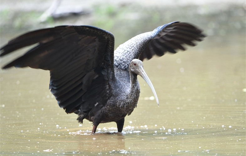 Giant Ibis in Cambodian Northern Plains © Phann SithanWCS-Cambodia.JPG